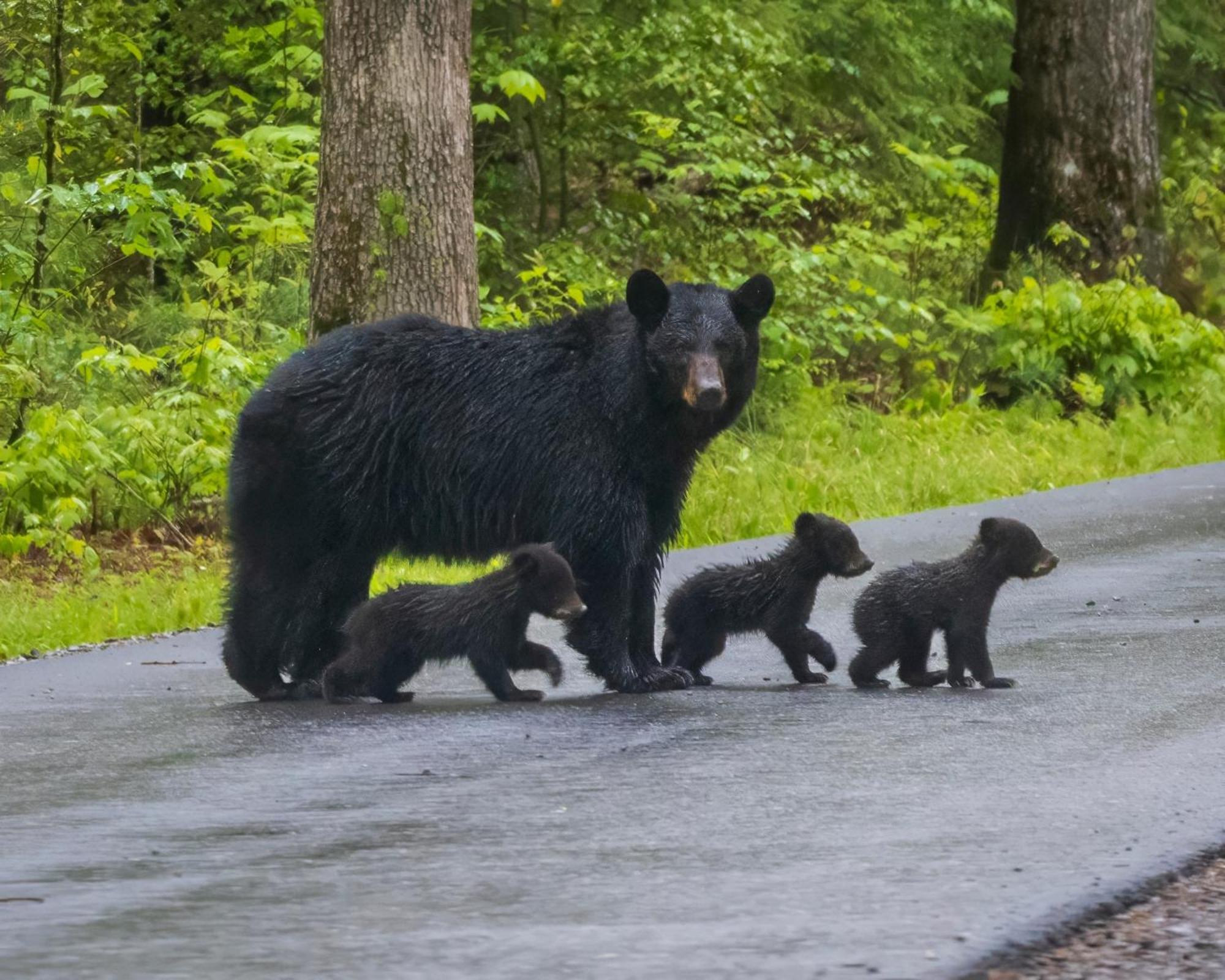 Smoky Bear Lodge With Guest House, Hot Tub, 1089 Free Tickets Each Paid Day, Dollywood And More Sevierville Dış mekan fotoğraf